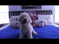 Popcorn the talking dog opening plastic bottles.. Bichon Frise Bichon Frise'