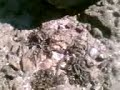 Creepy Thing (creatures) at Dubai Shores......donno where they come from !!!!