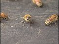 Bee Meditation