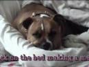 She stole my bed again! She stole my bed again!