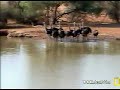 Ostriches Running at Pete's Pond 11/10/2006