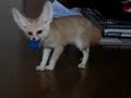 Fennec fox that plays alone