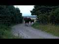 Momma moose and twins