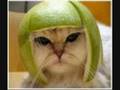 videos de random funny things