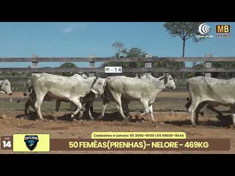 1� LEIL�O EXPOJUINA - 2026