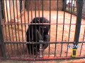 Smart Chimp Smart Chimp