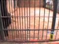 Smart-Chimp
