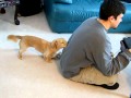 Daschund Puppy Trying To Get Attention