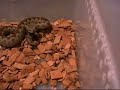 Vipera ammodytes ammodytes