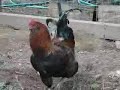 same Jack russell babysitting new Rooster from safe distance same Jack russell babysitting new Rooster from safe distance