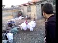 José y los pavos