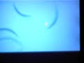 Shiny Dunsparce with Pokeradar [x1] Español & English