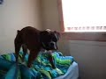 My boxer dog called Amber My boxer dog called Amber
