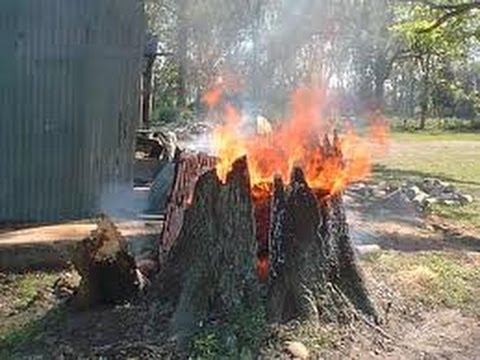 how to stump a tree