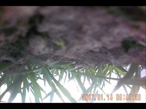 See video
