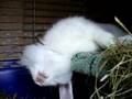 Rabbit Stella sleeping 