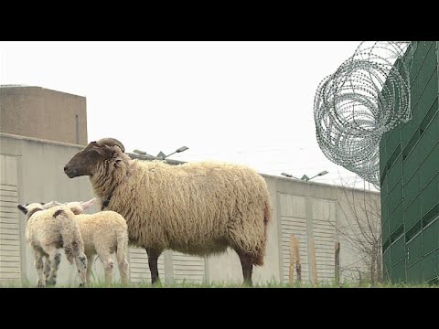 Schafe im Knast - als natürliche Rasenmäher