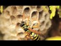 Macro Videography - Nikon D90