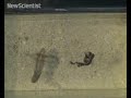 Ink squirts make squid swim for their lives Ink squirts make squid swim for their lives
