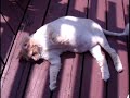 Wake up Cat