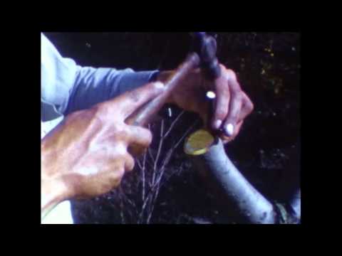 Walnut - In this clip from 1954, a young Lee Lester introduces us to the fine art of grafting. Lee clips new growth from one tree, shapes it, and inserts it between t...