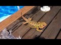 Lizard going for a swim