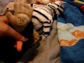 The Different webkinz W'S