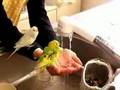 YouTubeにインコの動画がアップされている