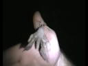 Free the moth!