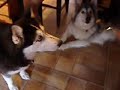 Sasha & Isis Eat off a Fork
