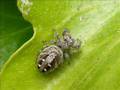 Aphid Problem