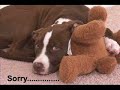 This video is one i made in order to try and save the great breed that is the pitbull. This is the first one i made, and i want everyone to know what a great breed the pitbull is.I've made a Cafepress shop, all money will go to the local animal shelters to help take care of pitbulls, german shepherds, chows, ect. http://www.cafepress.com/stopthepain