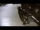 My bengal cat playing fetch!