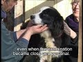 Border Collie Rescue - Natalia - RSPCA Cruelty Case Manele-Gratis.net