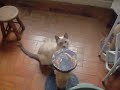 Floquinho - Para adoção Toca dos Gatinhos