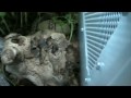 Yet another redecorated enclosure