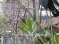 videos de Mezenbol
