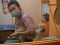 Grooming @ Dog Dog Day