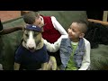 Rufus the Therapy Dog