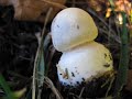 Mushrooms