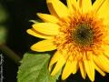 Flores Para Voc�