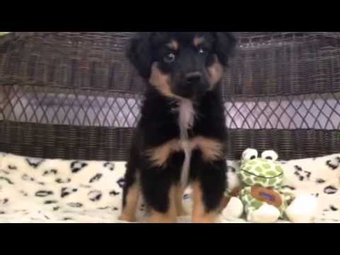 Stunning Black & Tan Male Mini Aussie!