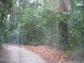 Fraser Island, Northern Forests track