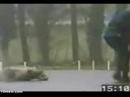 Police dogs Police dogs