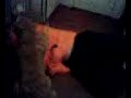 Man vs Dog Man vs Dog