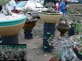 Adenium Thai Socotranum Contest, Dec 07 Thailand