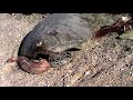 Illegal Green Turtle Killing Caught on Film in Flim, Oman