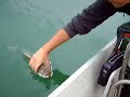 WALLEYE SANDRE A VOUGLANS