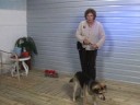 Dog Training Tips : When to Train Dogs