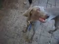 Avalanche Attacks! (Our Weimaraner attacks the sprinklers.) Avalanche Attacks! (Our Weimaraner attacks the sprinklers.)